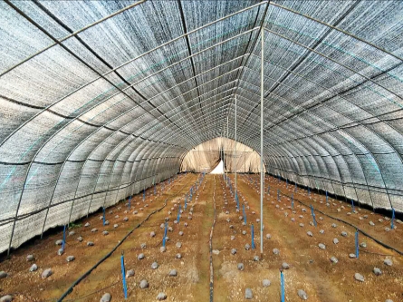 菌类种植网厂家介绍一下遮阳网对蔬菜有何影响